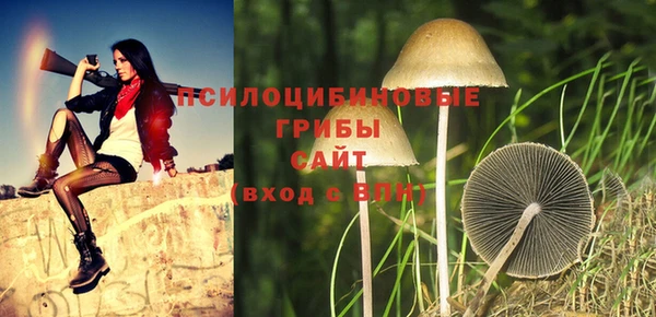 хмурый Аркадак